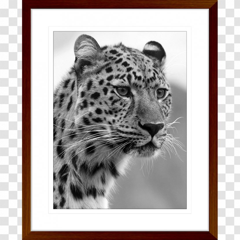 Felidae Black Panther Bengal Cat Wildcat Cheetah - Cougar - African Prints Transparent PNG