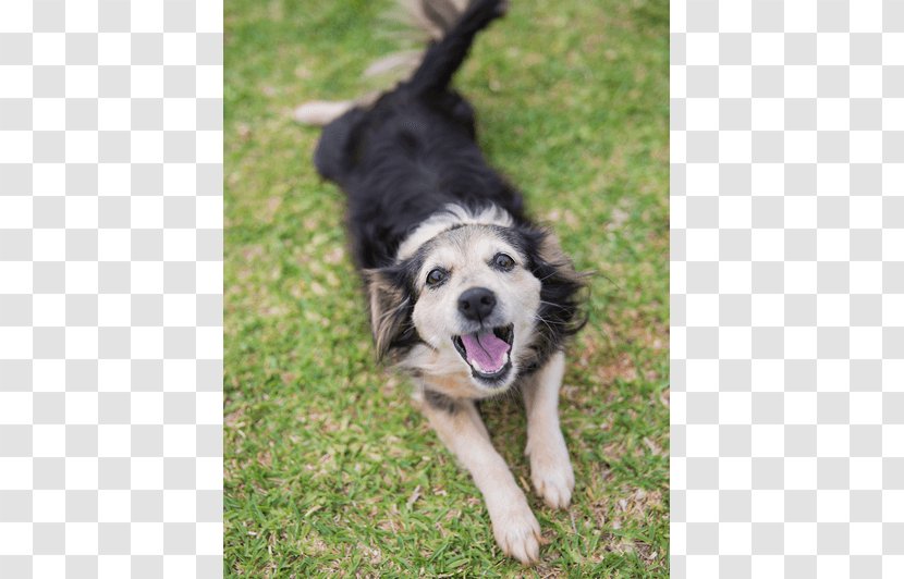 Border Collie Rough Dog Breed Canidae Pet - Crossbreed - Mimosa Transparent PNG