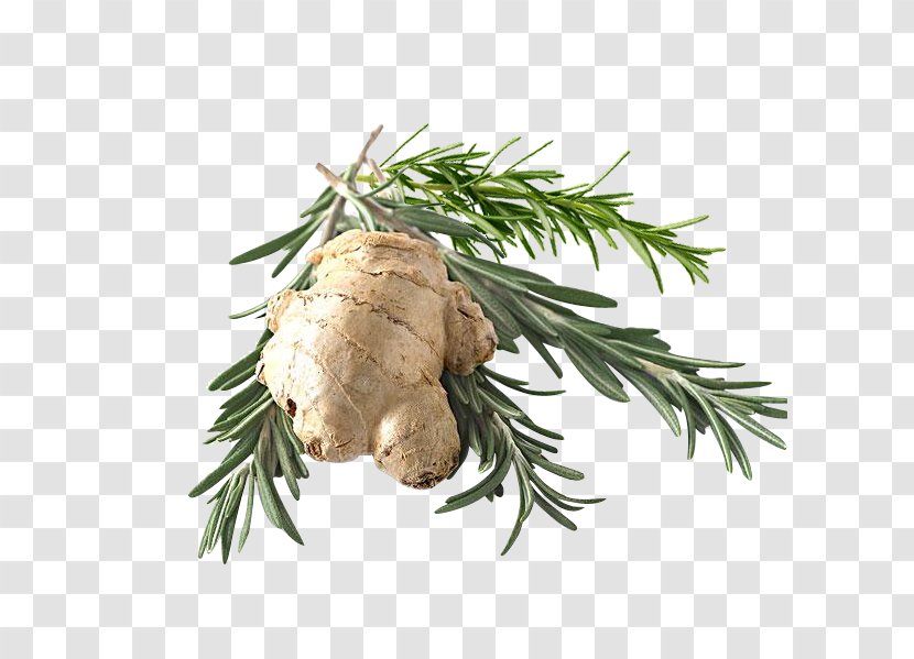 Download Icon - Tree - Ginger Rosemary Transparent PNG