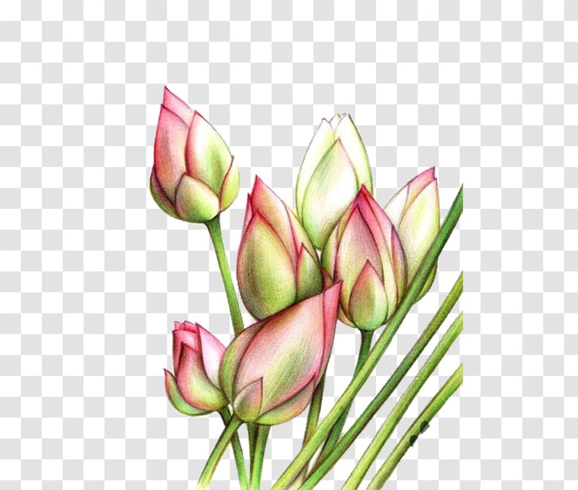 Tulip Plant Stem Pink Green - Flowering - Tulips Transparent PNG