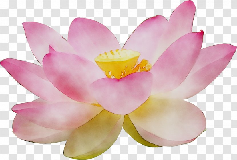 Sacred Lotus Pink M Lotus-m - Plant Transparent PNG
