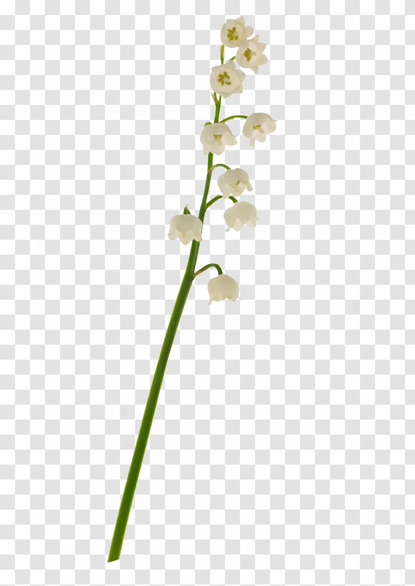 Lily Of The Valley Euclidean Vector - Flower Transparent PNG