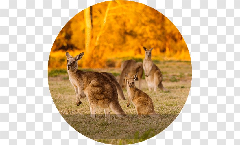 Macropods Kangaroo Sydney South Island Package Tour - Koala Transparent PNG