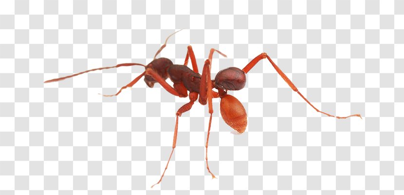 Army Ant Beetle Nymphister Kronaueri Weaver - Silhouette Transparent PNG