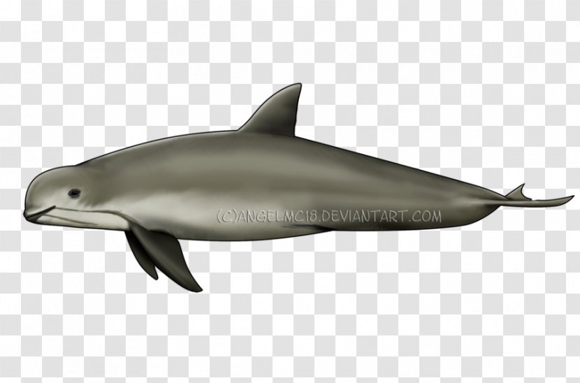 Spinner Dolphin Common Bottlenose Short-beaked Striped Rough-toothed - Organism Transparent PNG