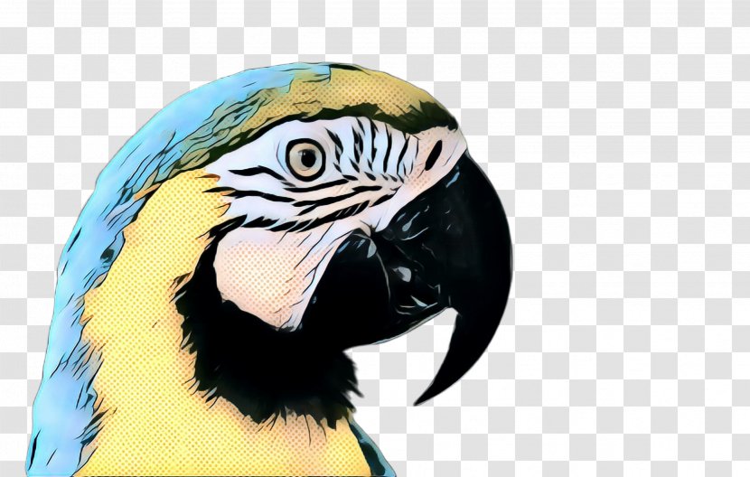 Bird Beak Macaw Wildlife Parrot - Piciformes Parakeet Transparent PNG