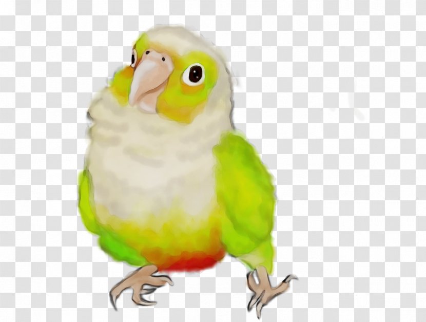 Lovebird - Beak - Wing Cockatiel Transparent PNG