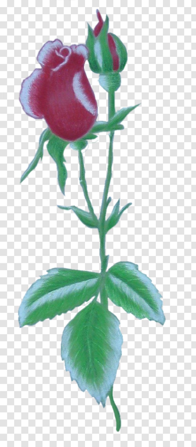 Garden Roses Bud Petal Plant Stem - Herbaceous Transparent PNG