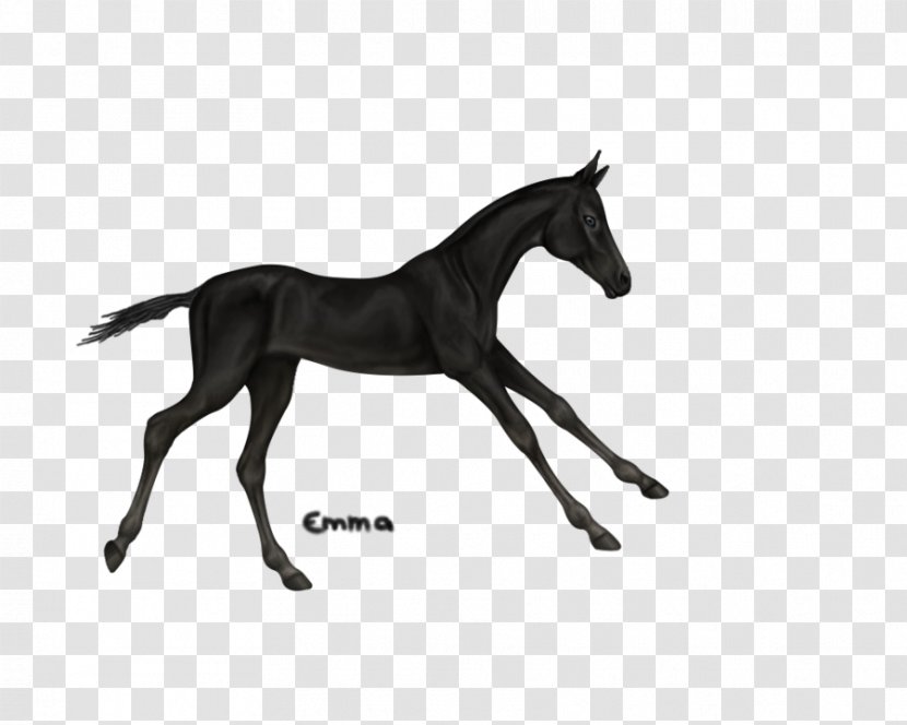 YouTube Foal Mare Stallion Mustang - Bridle - Youtube Transparent PNG