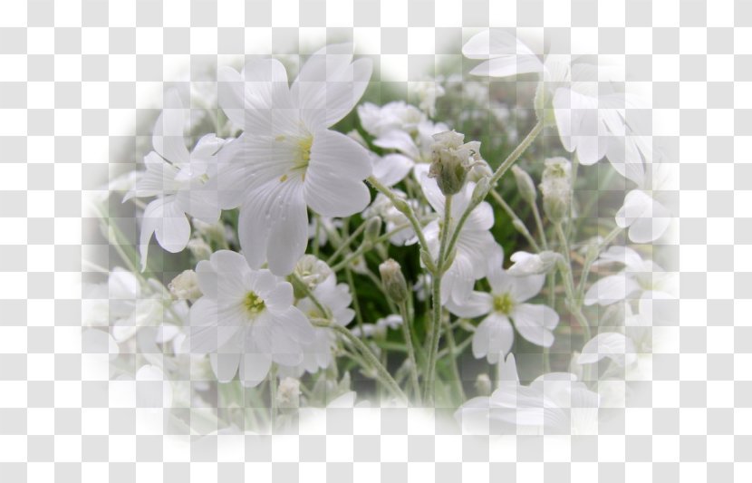Floral Design Cut Flowers Plant - Floristry - Flower Transparent PNG