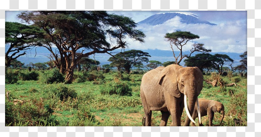 African Bush Elephant The Asian Elephants - Grazing - Climb Mountain Transparent PNG