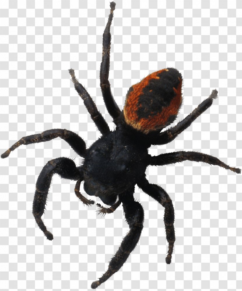 Spider Bite Southern Black Widow Brachypelma Hamorii - Arthropod - Image Transparent PNG