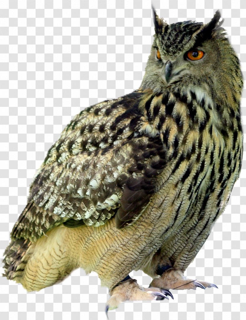 Barred Owl Bird Of Prey Great Horned - Organism Transparent PNG