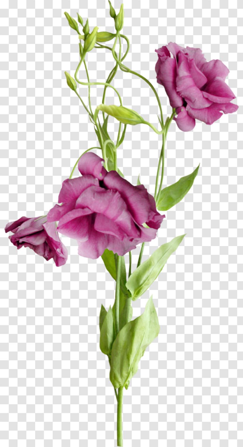 Cut Flowers Garden Roses - Magenta - Flower Transparent PNG
