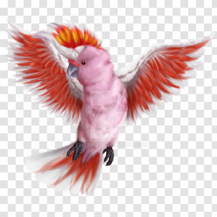 Macaw Major Mitchell's Cockatoo Bird Galah - Cartoon - Cacatua Leadbeateri Transparent PNG