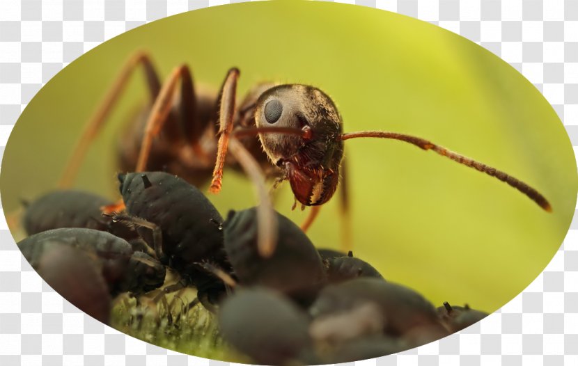 Ant Colony Hornet Queen Aphid - Mutualism Transparent PNG