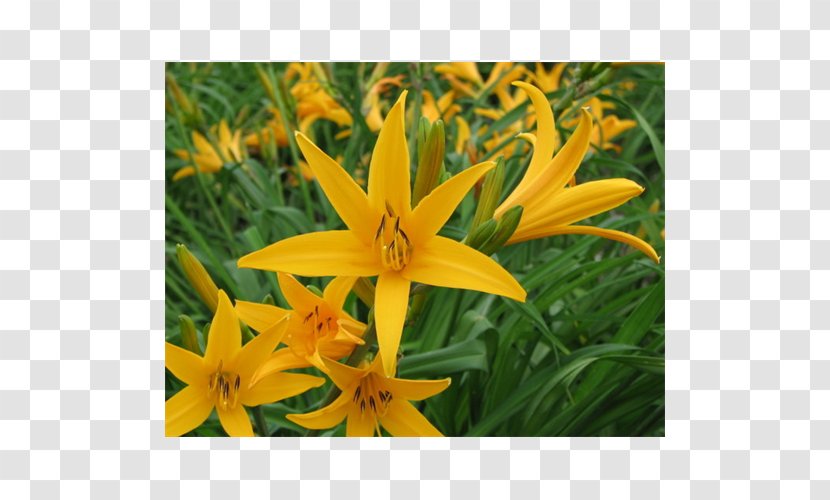 Lilium Daylily Terra Ceia Farms Plant Garden - Aztec Transparent PNG