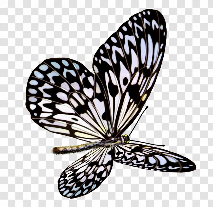 Butterfly Euclidean Vector Insect - Moths And Butterflies Transparent PNG
