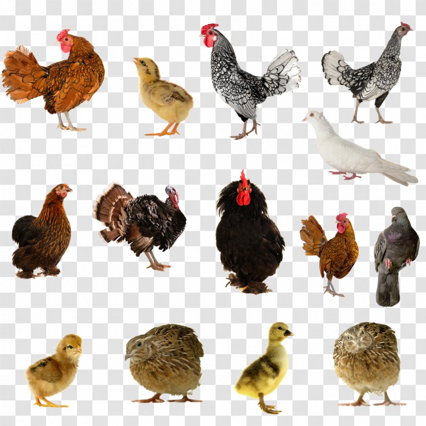 Bird Chicken Duck Farm Livestock - Phasianidae - Turkey Transparent PNG