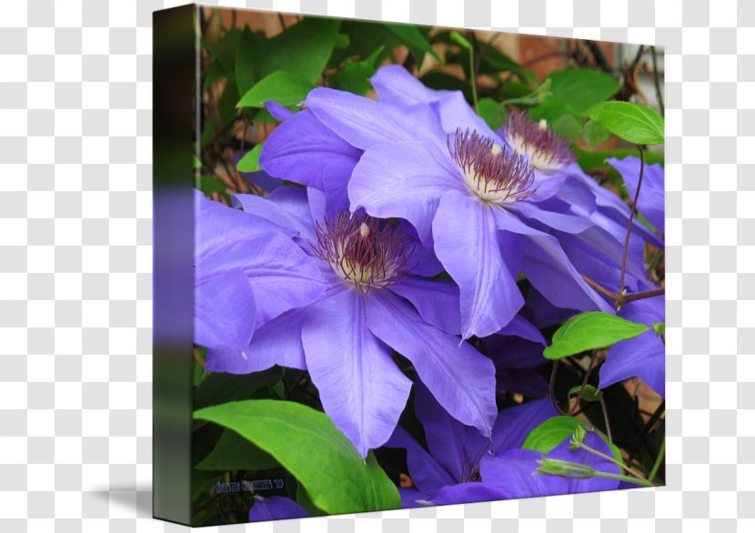 Leather Flower Annual Plant - Purple - Clematis Transparent PNG