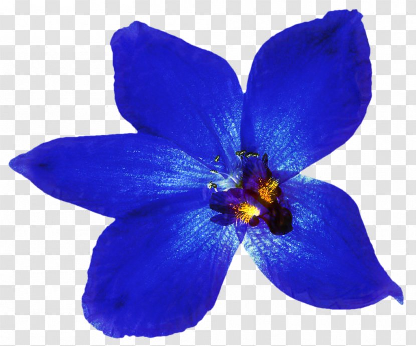 Orchids Clip Art Blue Orchid - Rose - Delphinium Transparent PNG