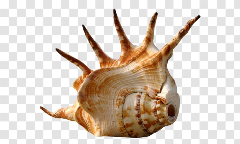 Gastropods Seashell Sea Snail Gastropod Shell - Muricidae Transparent PNG