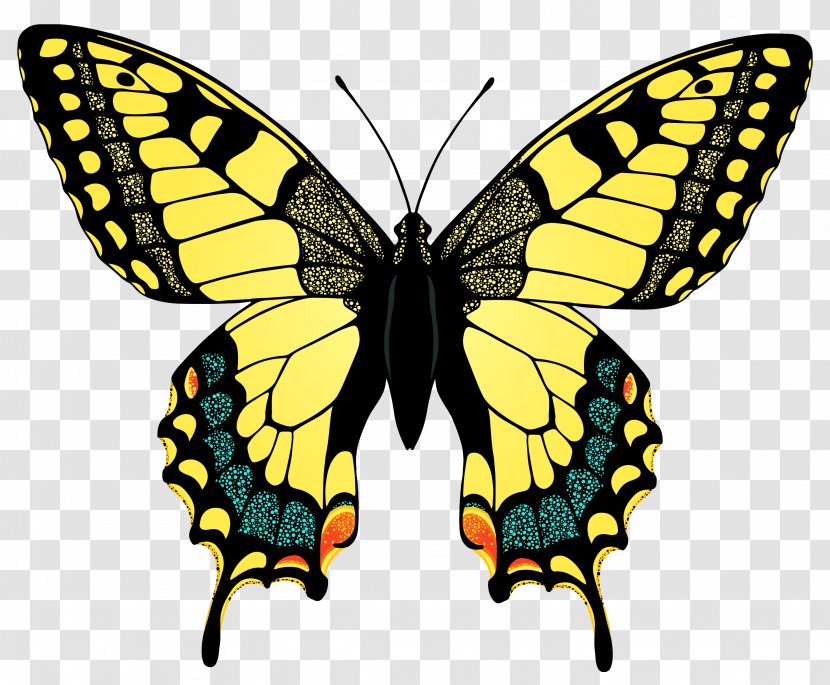 Swallowtail Butterfly Eastern Tiger Clip Art - Moth - Swallow Transparent PNG