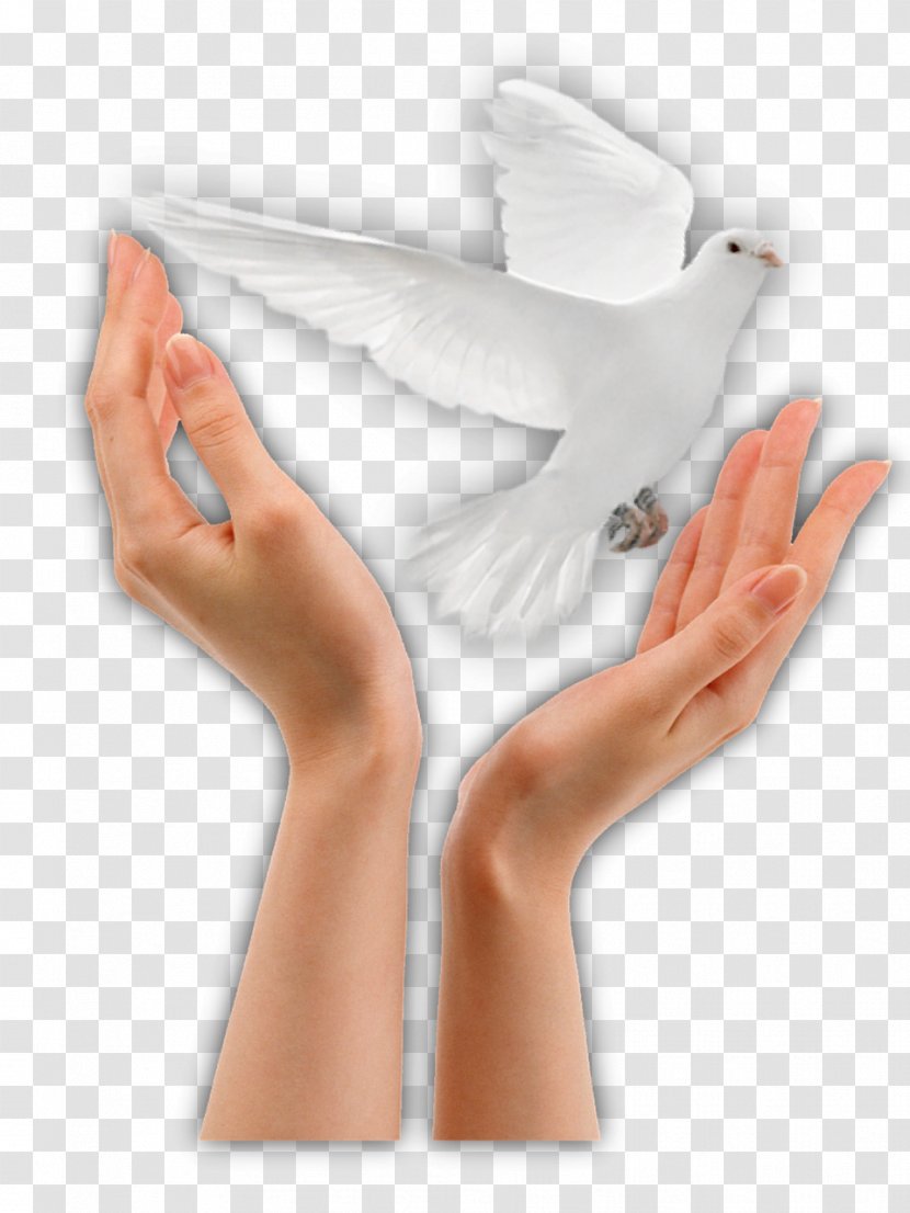 Peace Person Charlotte White Dove Release Clip Art - Thought - Shoulder Transparent PNG