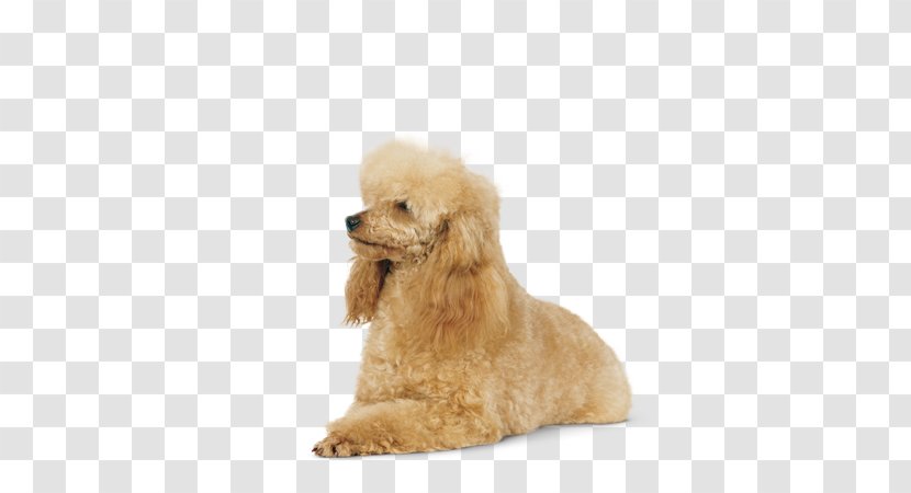 Miniature Poodle Toy Standard Puppy - Giant Transparent PNG