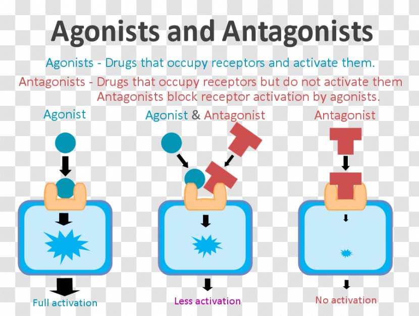 Receptor Antagonist Agonist-antagonist Dopamine - Cartoon Transparent PNG