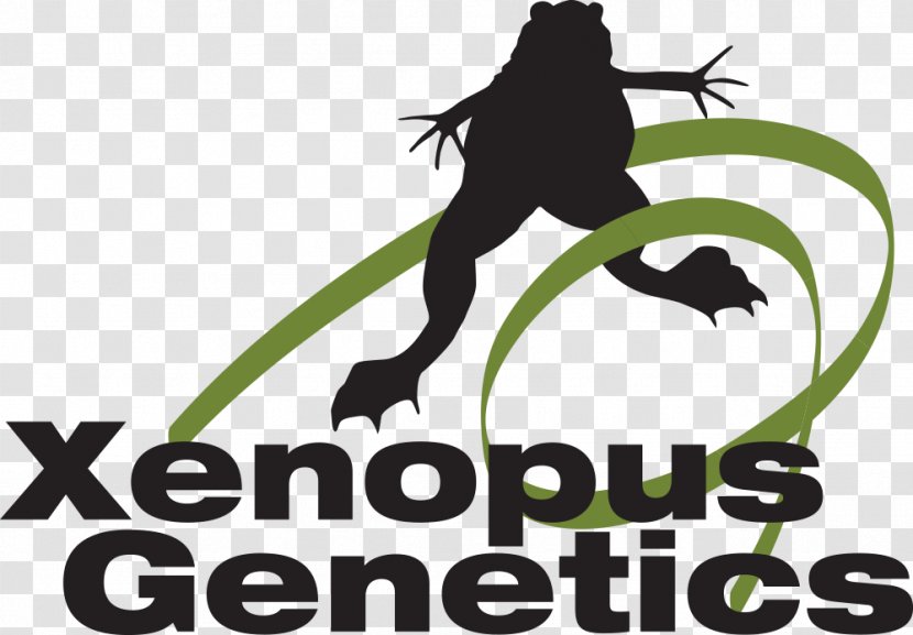 Logo Human Behavior Biology Horse Doctor Of Philosophy - Xenopus Transparent PNG