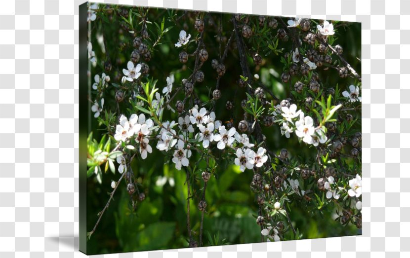 Manuka Painting Art Mānuka Honey Canvas - Flora Transparent PNG