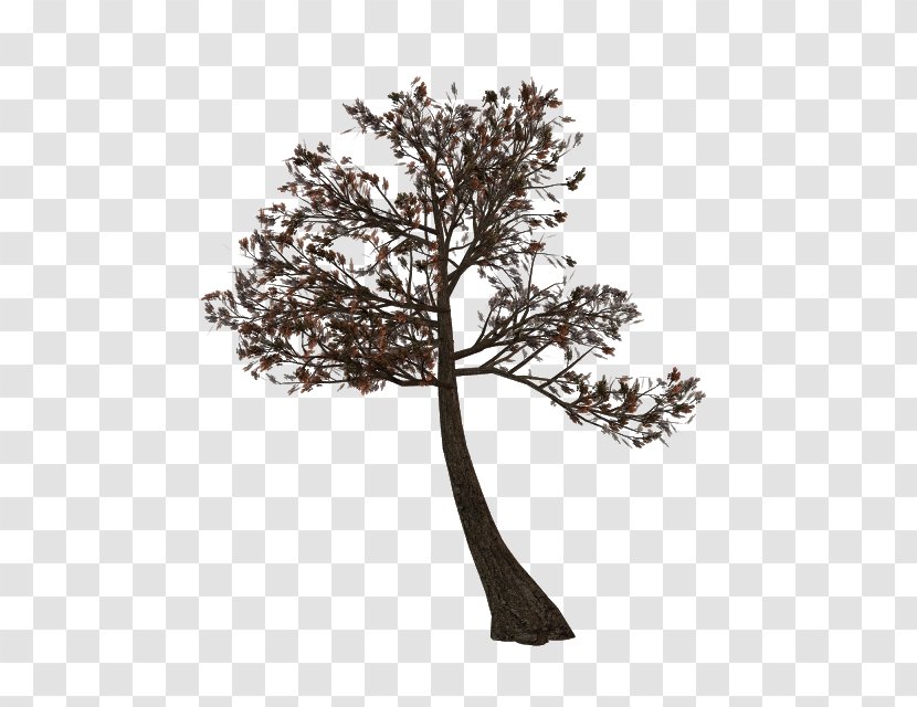 Twig Tree Branch Plant Clip Art Transparent PNG