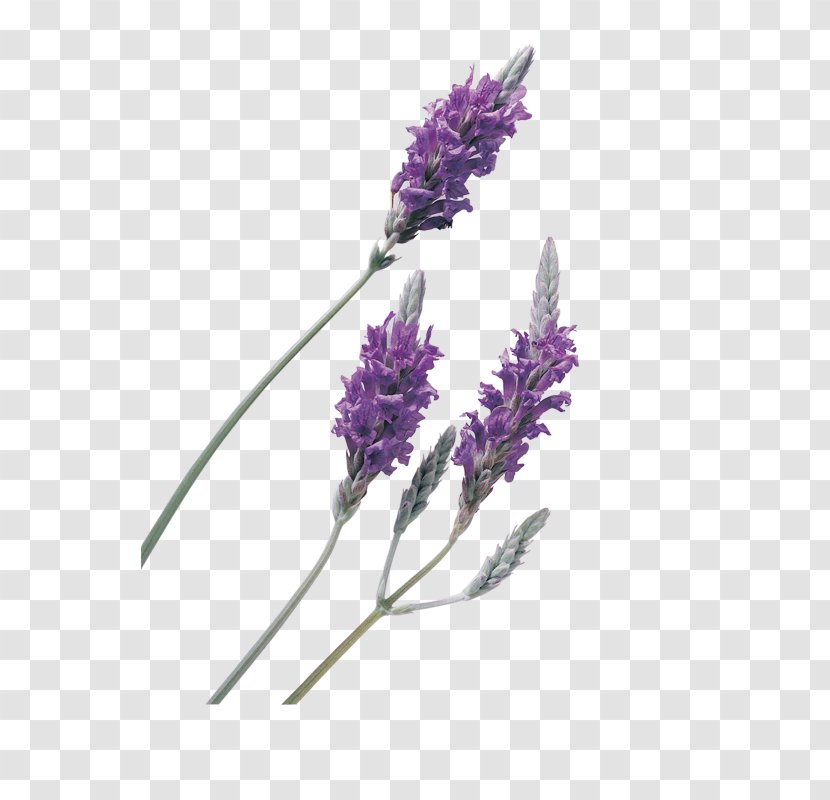 English Lavender Oil - Flavor Transparent PNG