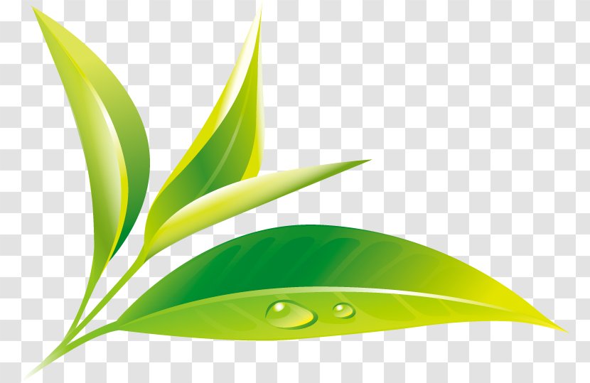 Green Tea Culture U9752u8336 - Coffee Bean Leaf Transparent PNG