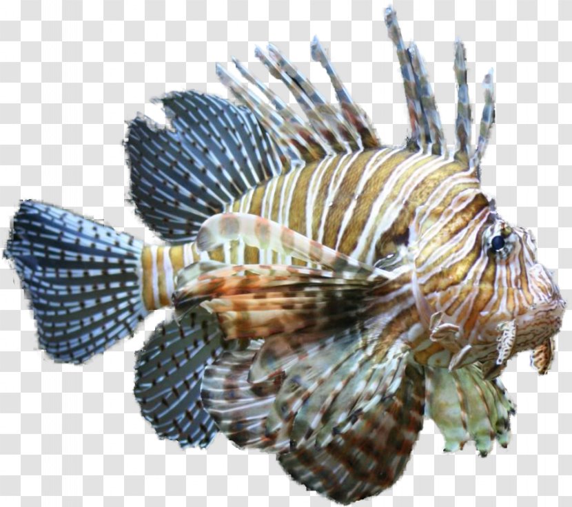 Horse Lionfish Tropical Fish Clip Art - Organism - Aquarium Transparent PNG