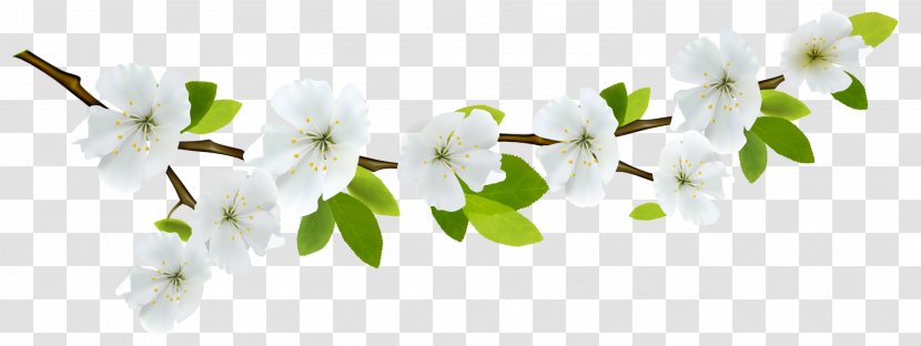 Flower Branch Clip Art - Blossom - Spring White Clipart Transparent PNG