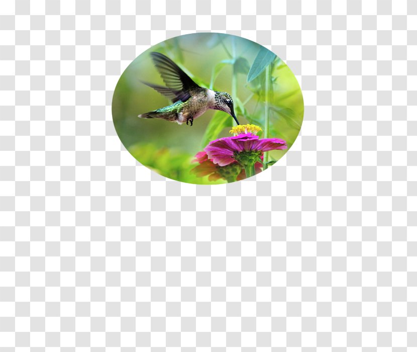 Ruby-throated Hummingbird Paper Printing Photography - Sweet Wind Transparent PNG