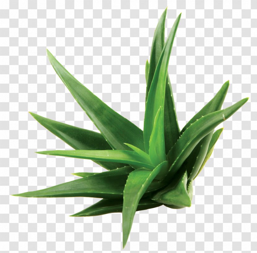 Aloe Vera Extract Skin Care Leaf - Royaltyfree - Watercolor Transparent PNG