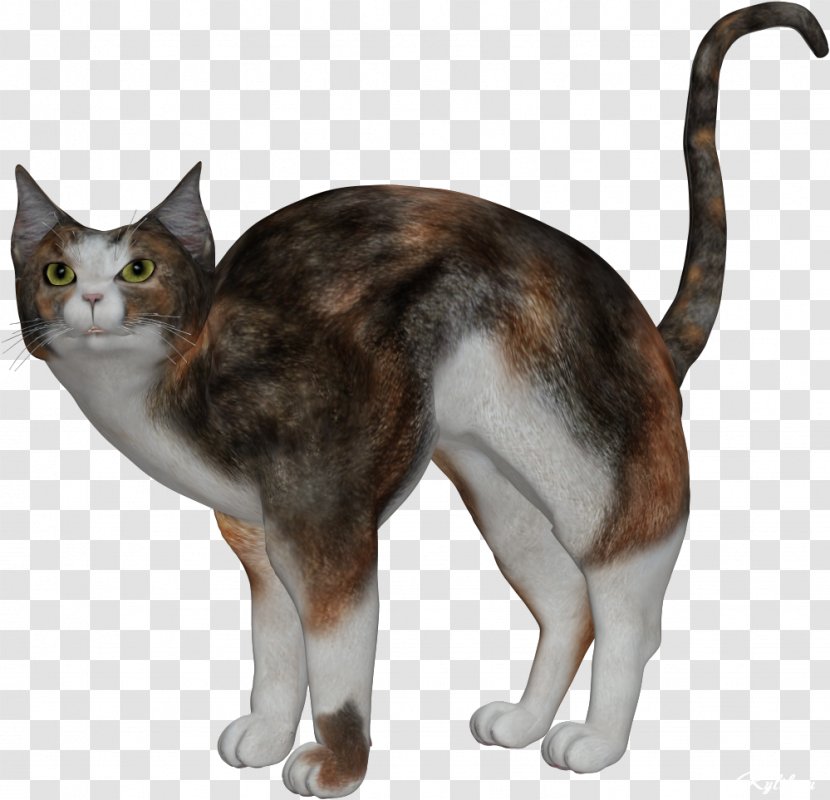 Domestic Short-haired Cat American Wirehair Kitten Aegean Whiskers - Tail Transparent PNG