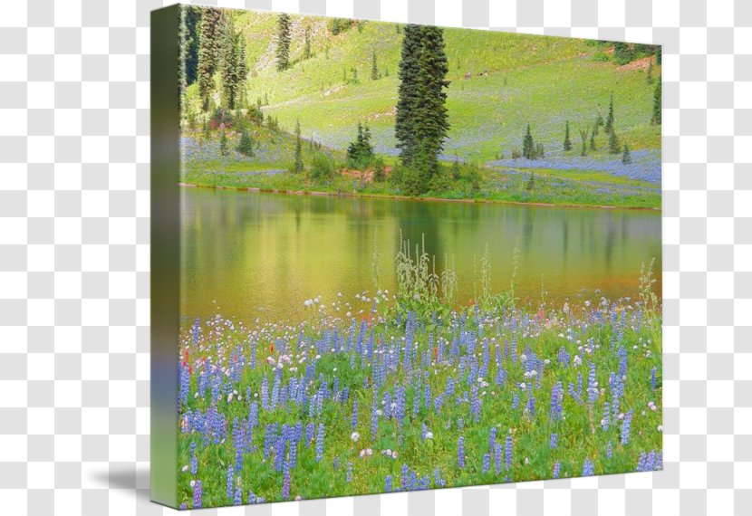 Tipsoo Lake Gallery Wrap English Lavender Mount Rainier Painting - Spring - Ecosystem Transparent PNG