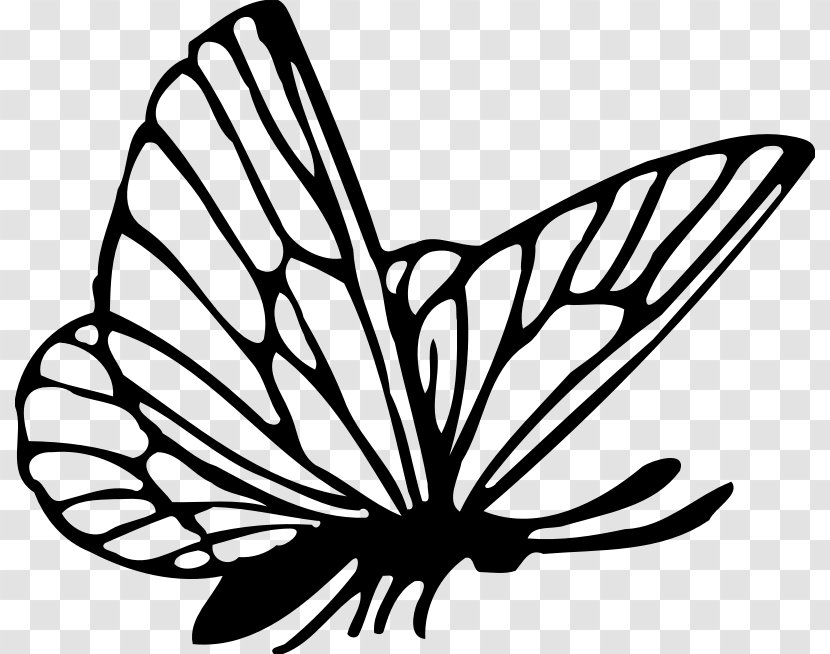 Monarch Butterfly Color Drawing Clip Art Transparent PNG
