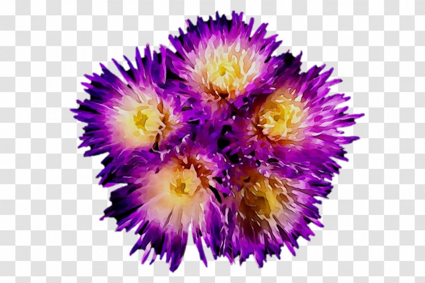 Purple Annual Plant Pollen Plants Pigface - Wildflower - Petal Transparent PNG