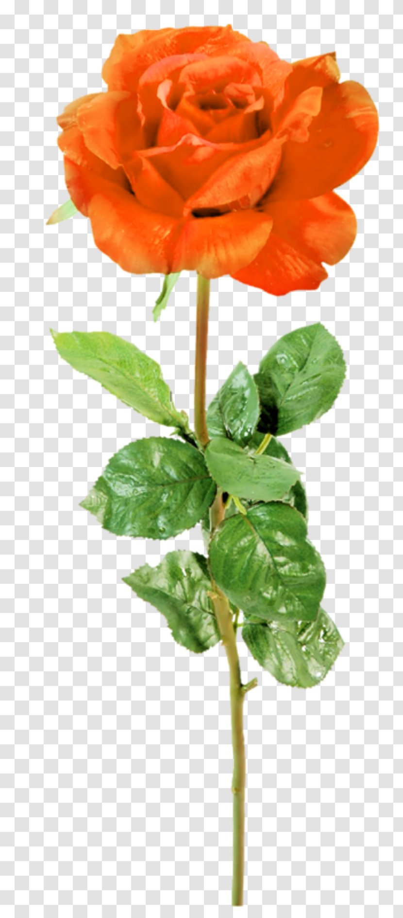 Garden Roses Flower Floribunda Cabbage Rose - Family Transparent PNG