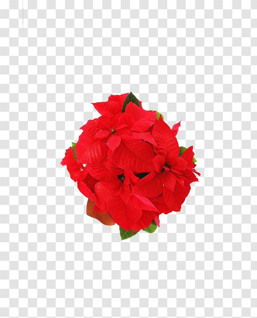 Red Flower - Flowering Plant - Floral Transparent PNG