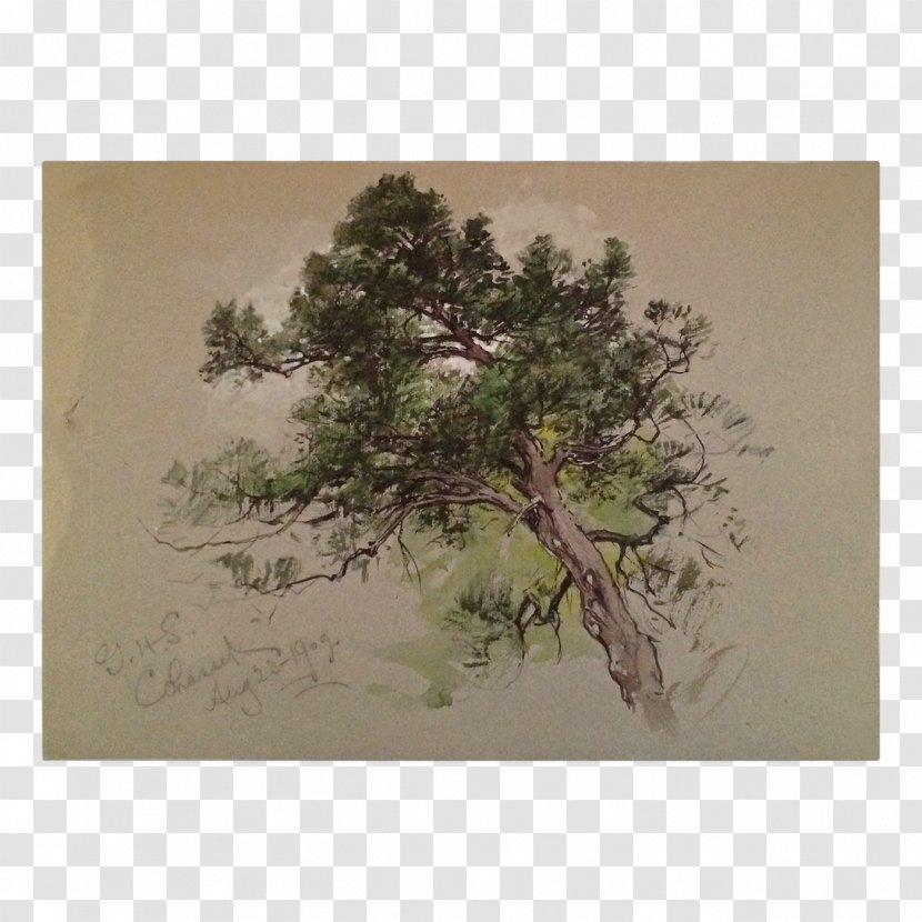 Tree Houseplant Painting Bonsai Wood - Plant - Antiquity Watercolor Transparent PNG