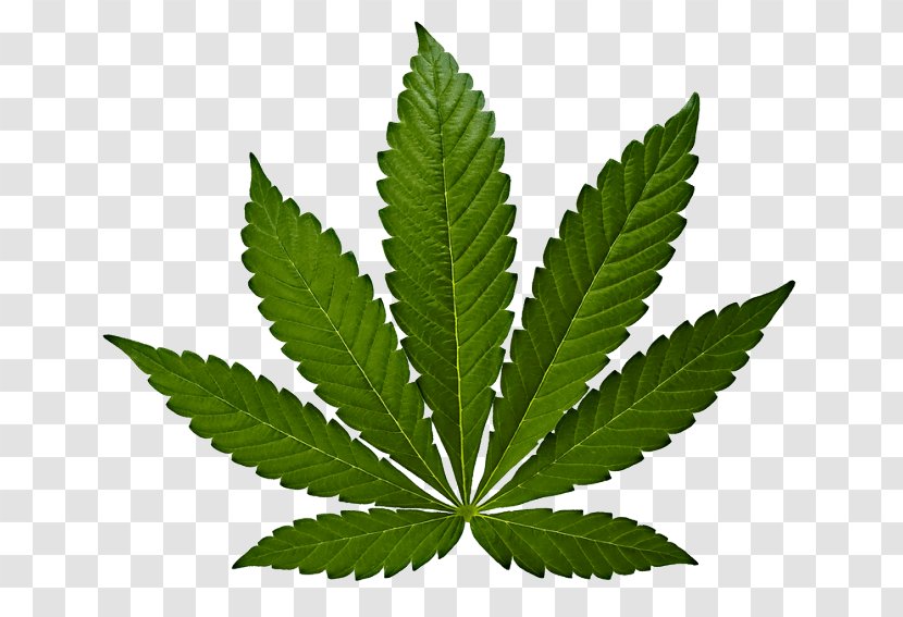Cannabis Sativa Marijuana Hemp Leaf - Effects Transparent PNG