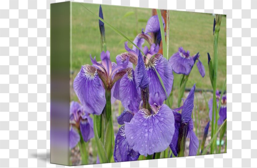 Northern Blue Flag Orris Root Iris Croatica Violet - Lavender Transparent PNG