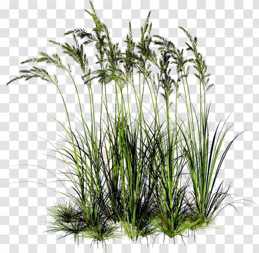 Sweet Grass Vetiver Tree Plant Stem Plants - Flowering Transparent PNG