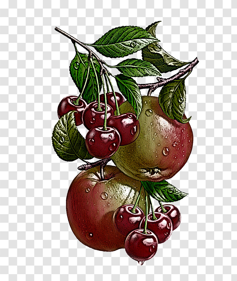 Fruit Plant Leaf Food Berry Transparent PNG